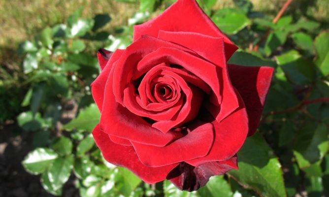 cómo plantar rosales en tu jardín | El Blog de los mejores consejos y
